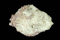 藏品(山羊海菊)的圖片